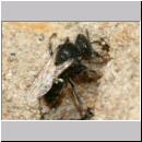 Oxybelus bipunctatus - Fliegenspiesswespe w22b 6mm - Sandgrube Niedringhaussee.jpg